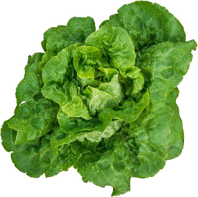 Burpee Buttercrunch Lettuce Seeds 500 seeds