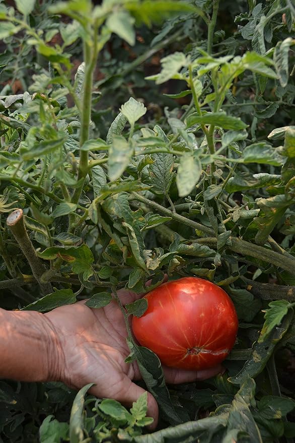 Premium Worm Castings Plant Food - Natural Soil Builder for Gardens, Houseplants, Flower Beds and Lawns. (7lb Bag)