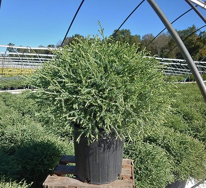 Thuja Mr. Bowling Ball (Arborvitae) Evergreen, #2 - Size Container