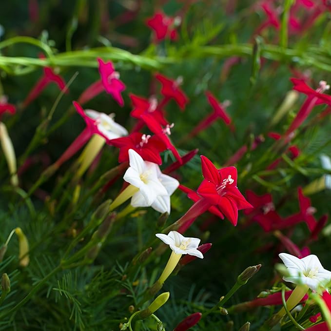 Outsidepride 100 Seeds Annual Cypress Vine Flower Seed Mix for Planting