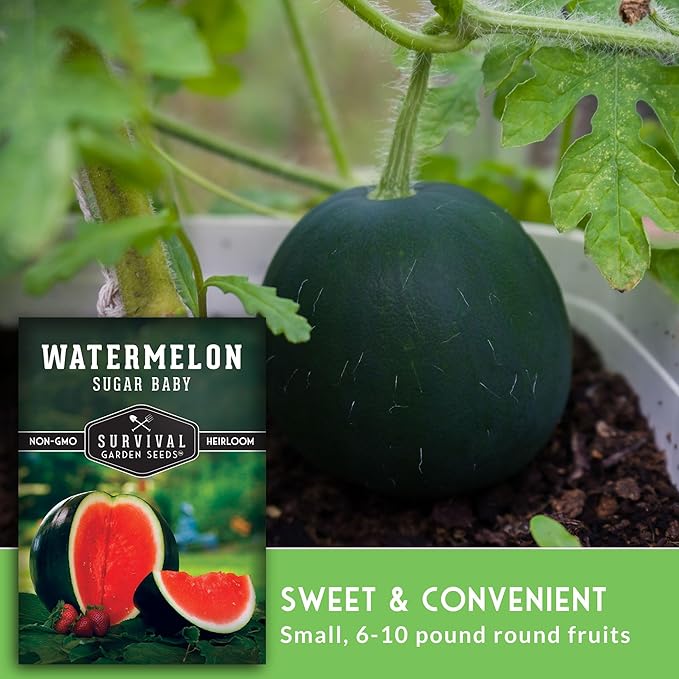 Survival Garden Seeds - Sugar Baby Watermelon Seed for Planting - Packet with Instructions to Plant and Grow Little Round Watermelons in Your Home Vegetable Garden - Non-GMO Heirloom Variety
