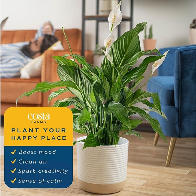 Costa Farms Spathiphyllum Peace Lily Live Indoor Plant, 3-Foot
