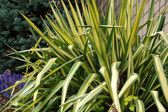 Yucca filamentosa 'Color Guard' (Yucca) Shrub, #2 - Size Container