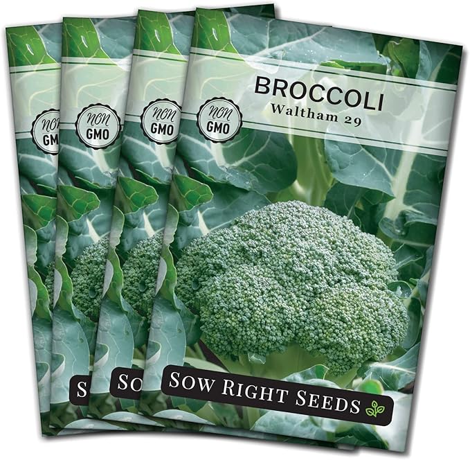 Sow Right Seeds - Waltham 29 Broccoli Seeds for Planting - Non-GMO Heirloom Packet with Instructions to Plant an Outdoor Home Vegetable Garden - Grow Your Own Fresh Green Broccoli - Great Gift (4)