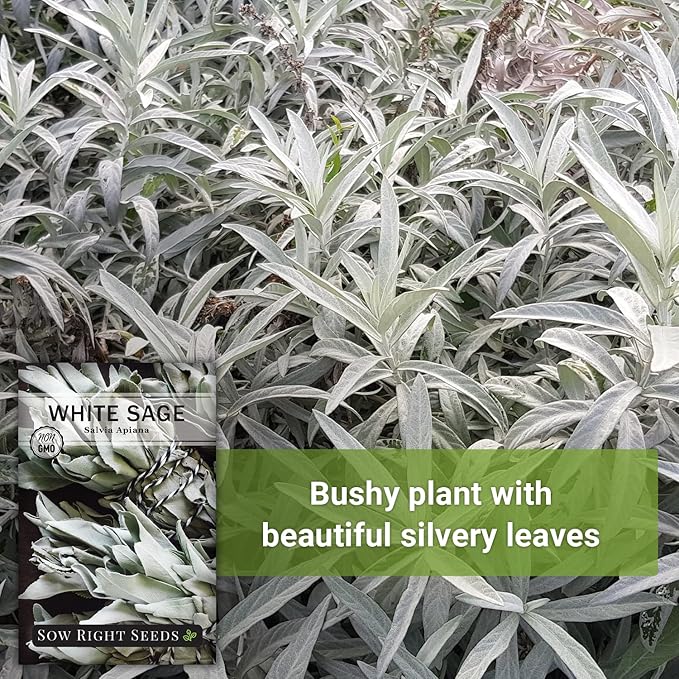 Sow Right Seeds - White Sage Seed for Planting - Non-GMO Heirloom Packet with Instructions for Planting and Growing a Home Herb Garden - Indoors or Outdoors - Make Your Own Herbal Incense (2)