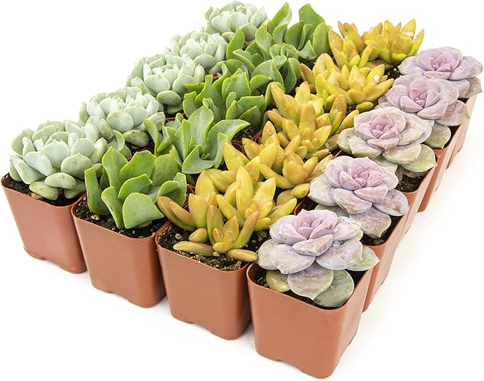 Succulents Plants Live (20PK) Potted Succulent Plants Live House Plants, Cactus Plants Live Plants Indoor Plants Live Houseplants, Indoor Plant Succulents Live Plant House Plant by Plants for Pets