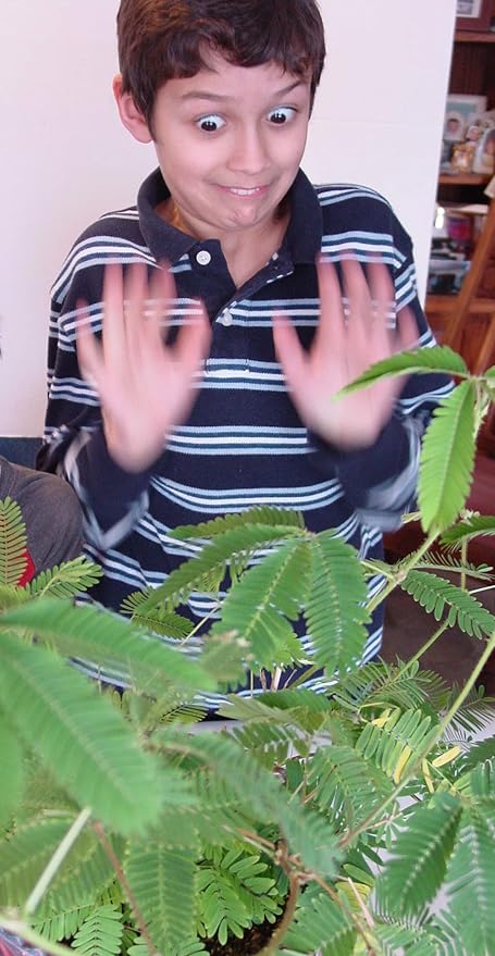 Zombie Plant Greenhouse Grow KIT- (Touch It and It Plays Dead!) Unique Nature Kit- Grow a House Plant That Plays Dead When You Touch It! Comes Back to Life in Minute. Fun STEM and Classroom Activity!