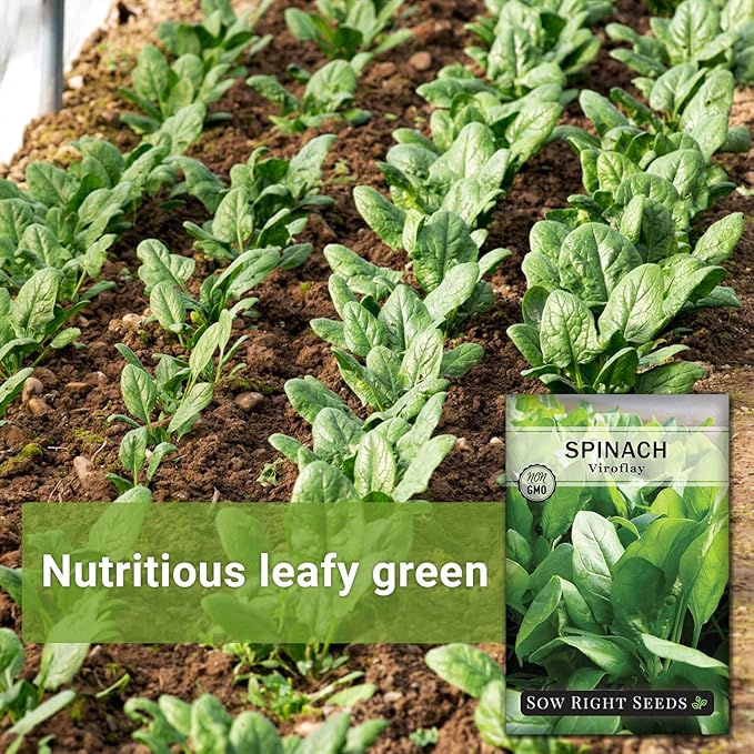 Sow Right Seeds - Viroflay Spinach Seed for Planting - Non-GMO Heirloom Packet with Instructions to Plant a Vegetable Garden - Grow Leafy Green Nutritious Superfood - Hydroponic Growing Friendly (4)