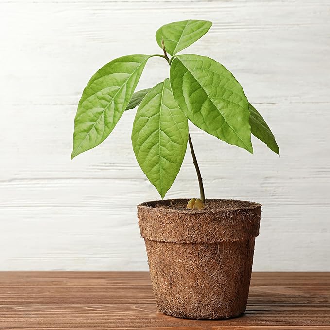 Avocado Tree Potting Soil Mix (12 Quarts), for Germinating, Growing and Repotting Avocado Plants