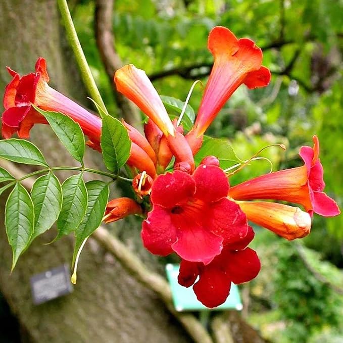 YEGAOL Garden 20Pcs Trumpet Vine Seeds Hummingbird Vine Campsis Radicans Non-GMO Fast-Growing Attract Pollinators Drought Tolerance Garden Plant Flower Seeds