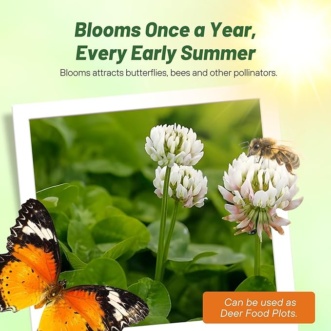 Outsidepride Perennial White Dutch Clover Seed - 2 lbs. Nitrocoated, Inoculated Clover Seeds for Lawn Alternative, Erosion Control, Food Plots, Ground Cover, & Pasture Mixtures in USDA Zones 3-10