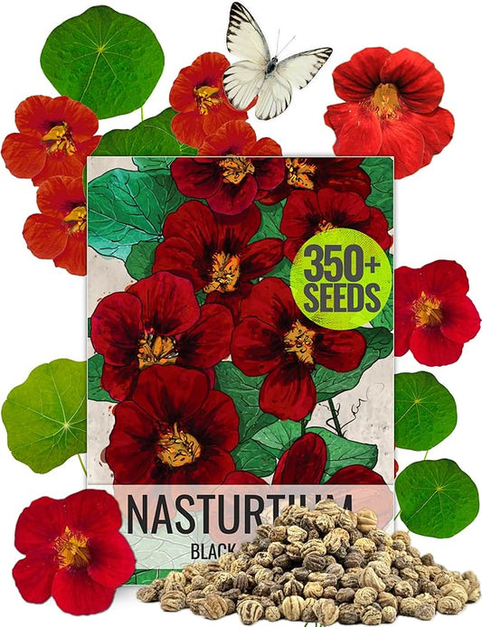 Seed Needs, 350+ Nasturtium Seeds “Black Velvet” (Tropaeolum Minus) Non-GMO, Easy to Grow Flower Seeds, Attracts Pollinators - Bulk