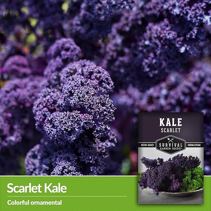 Scarlet Kale Seeds for Planting - 5 Packets with Instructions to Plant Edible & Ornamental Kale Vegetables in Your Home Food Garden - Non-GMO Heirloom Variety - Survival Garden Seeds