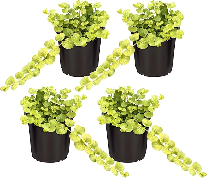 Live Lysimachia Plant - Creeping Jenny (4 Plants Per Pack) - Healthy Trailing Plant - Beautiful Spring Accent - 6" Tall by 4" Wide in 1 Pint Pot