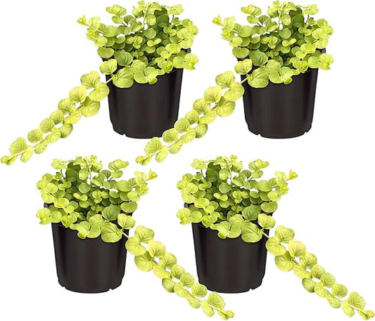 Live Lysimachia Plant - Creeping Jenny (4 Plants Per Pack) - Healthy Trailing Plant - Beautiful Spring Accent - 6" Tall by 4" Wide in 1 Pint Pot