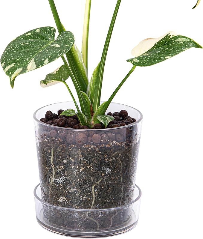 Phoenix Vine 6.5 Inch Clear Acrylic Planter Pot with Tray, Orchid Pot with Drainage Holes, Deep Saucer for Bottom Watering, Transparent Containers for Indoor Plants, Herbs, Set of 1, 91-A-F-1