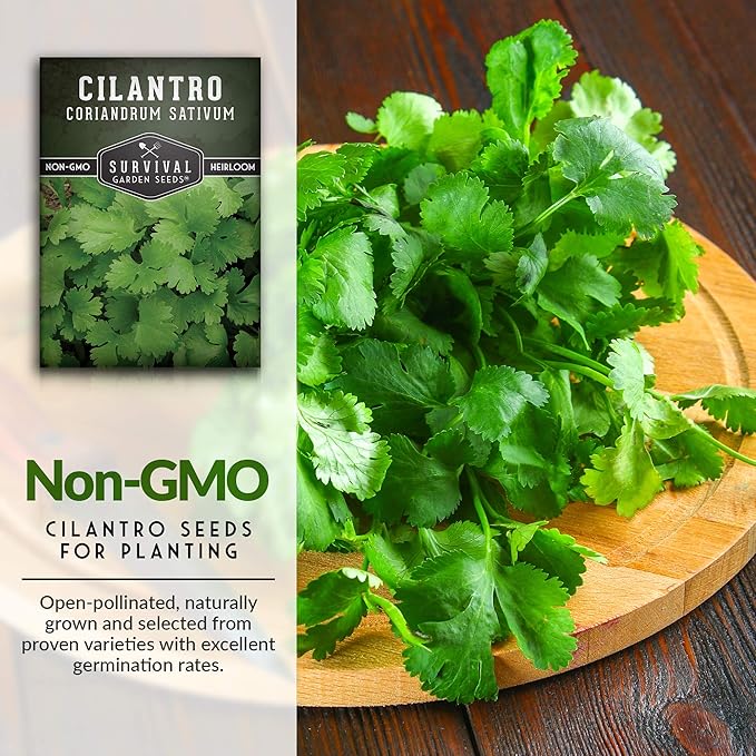 Survival Garden Seeds - Cilantro Seed for Planting - Packet with Instructions to Plant and Grow Coriandrum Sativum in Your Home Vegetable Garden - Non-GMO Heirloom Variety - 5 Packs