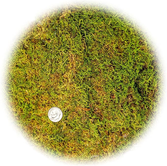 Preserved Sheet Moss in Natural Green | Decorative Real Natural Green DIY Kit Terrariums Gardenning Art Wall Decor Florist Decor Easter Table Decor Wedding - 4 Quart