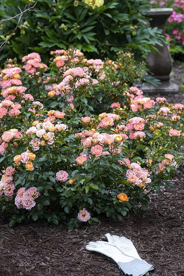 Drift Roses - Rosa Peach Drift (Rose) Rose, double peach flowers, #2 - Size Container