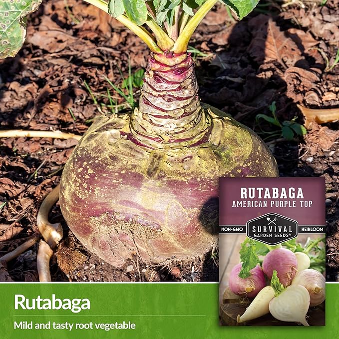 Survival Garden Seeds - 5 Packs American Purple Rutabaga Seed for Planting with Instructions to Grow Brassica Napus in Your Home Vegetable Garden - Non-GMO Heirloom Variety