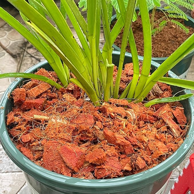 Coconut Chips 6 Pack - Coco Husk Chips for Plants & Reptiles, Coconut Husk Substrate for Gardening, Snake Bedding, Tortoise Habitat, Leopard Gecko Substrate, Reptile Bedding, and Reptisoil Alternative