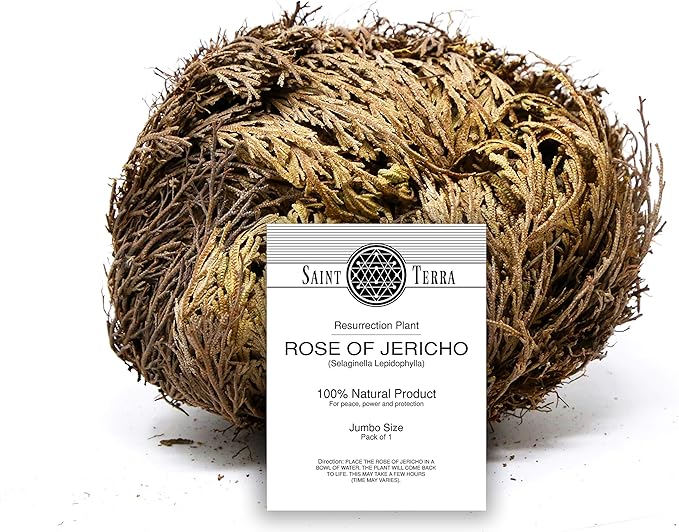 Saint Terra - Rose of Jericho Flower The Resurrection Plant, Jumbo Size