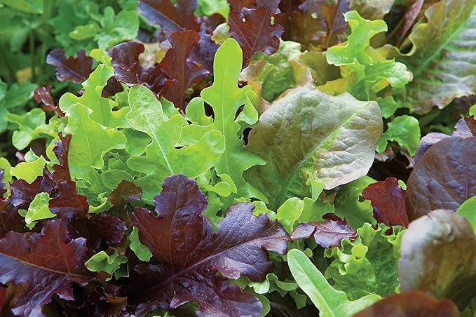 Burpee Gourmet Blend Lettuce Seeds 1000 seeds
