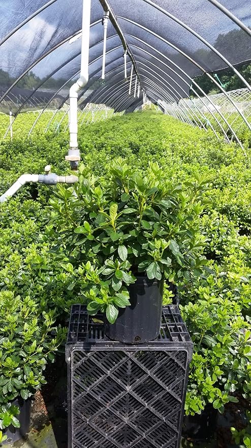 Azalea 'Delaware Valley White' (Azalea) Shrub, white flowers, #2 - Size Container