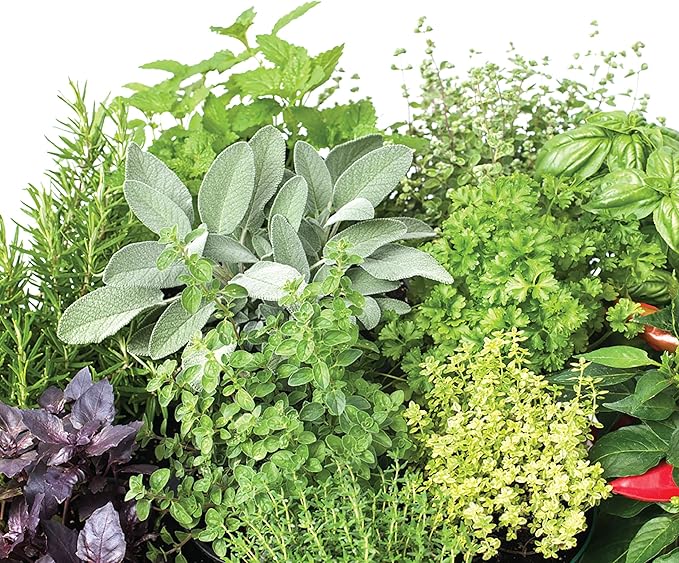 Jobe’s Organics Granular Garden Fertilizer, Easy Plant Care Fertilizer for Herb Gardens, 4 lbs Bag (Pack of 2)