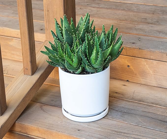 Succulents Plants Live Indoor Plants, Aloe Nobilis Plants Live Houseplants, Live Succulents Live Plants Indoor Succulent Plants, Indoor Plant Real Succulents Plants House Plants by Plants for Pets