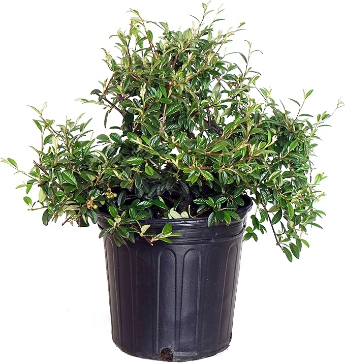 Cotoneaster sal. 'Repandens' (Willowleaf Cotoneaster) Shrub, #2 - Size Container