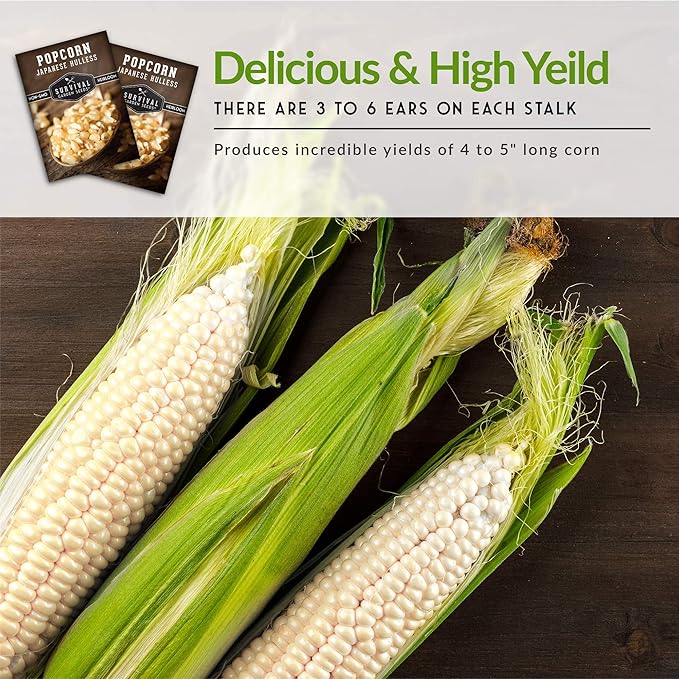 Survival Garden Seeds - Japanese Hulless Popcorn Seed for Planting - 2 Packs with Instructions to Plant and Grow Delicious Kernel Popcorn in Your Home Vegetable Garden - Non-GMO Heirloom Variety
