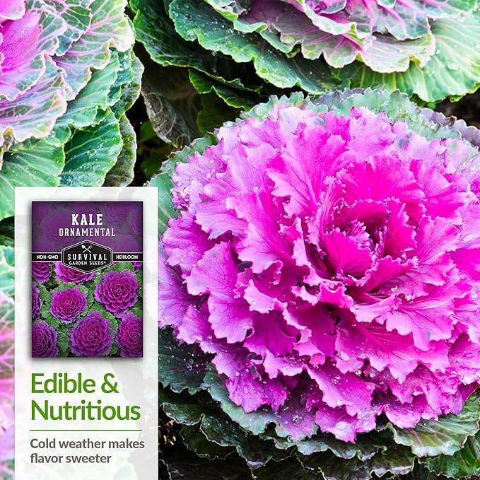 Ornamental Kale Seed for Planting - 1 Packet with Instructions for Growing Ornamental Flowering Kale Plants in Your Home Vegetable Garden - Non-GMO Heirloom Variety - Survival Garden Seeds