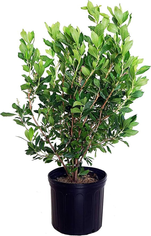 GreenPromiseFarms SHCSRS03 SHCSRS CLETHRA ALNIFOLIA `Ruby Spice`, 3 Size Container