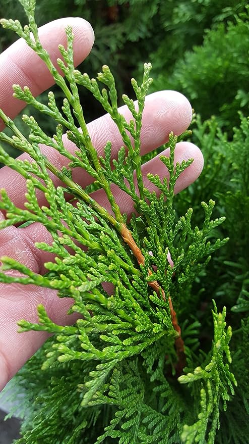 Live plant from Green Promise Farms Thuja occidentalis 'Smargd' Emerald Green Arborvitae Evergreen, 3 Size Container