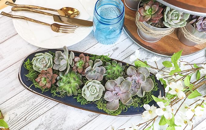Live Succulents Plants Live Bulk Plant Tray (50 Pack), Bulk Succulents Live Indoor Plants Live Houseplants, Live Plants in Cactus and Succulent Soil Mix, Live Plant Kit Plant Gifts by Plants for Pets