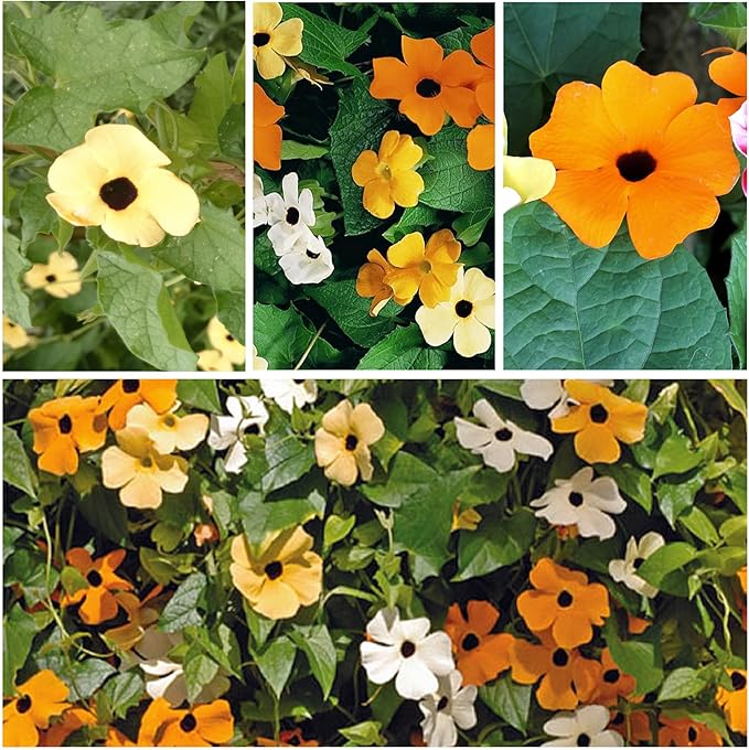 Seed Needs, Black-Eyed Susan Vine Seeds - 100 Heirloom Seeds for Planting Thunbergia alata - Annual Vining Flowers to Cover a Fence or Trellis (1 Pack)