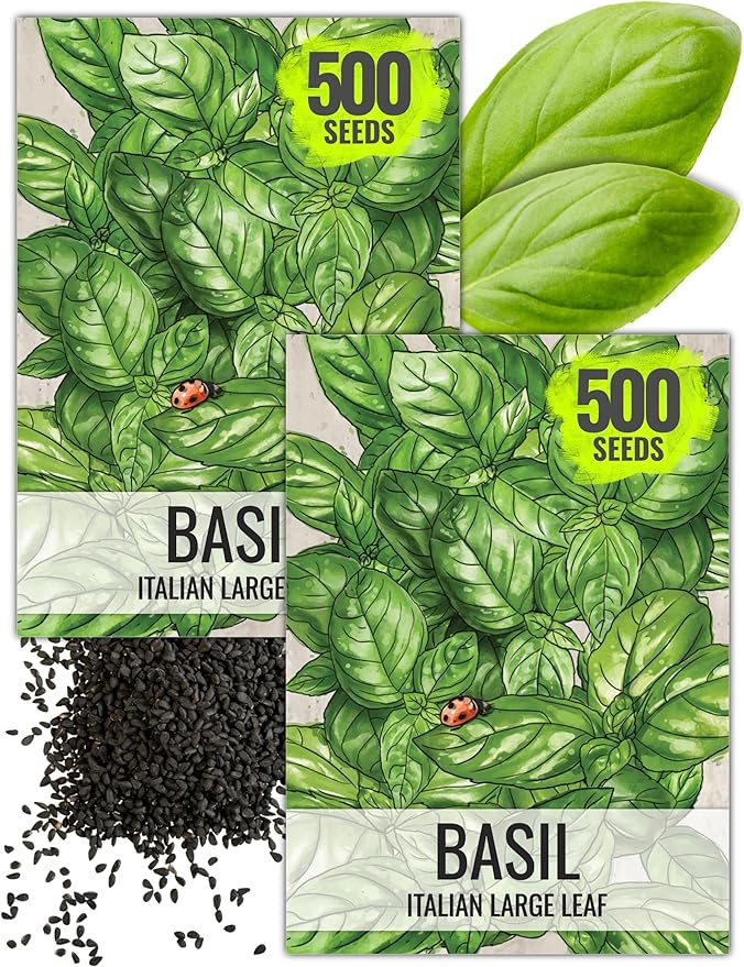 Seed Needs Italian Large Leaf Basil Seeds for Planting - Non-GMO, Heirloom & Untreated - Organically Grow an Indoor or Outdoor Home Grown Herb Garden (2 Packs)