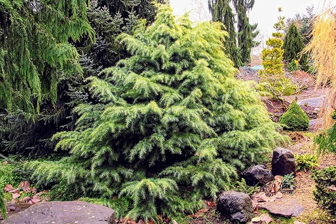 Premium Himalayan Cedar Potting Soil Mix - Perfect Balance of Nutrients, Drainage, and Aeration for Healthy Cedar Trees - 20 Quart