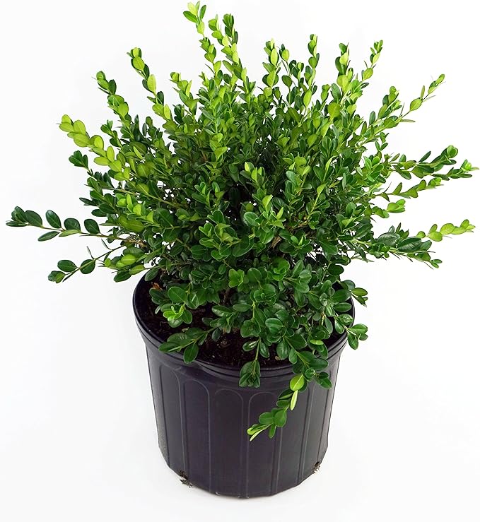 Buxus micro. 'Winter Gem' (Boxwood) Evergreen, shiny green foliage, #3 - Size Container