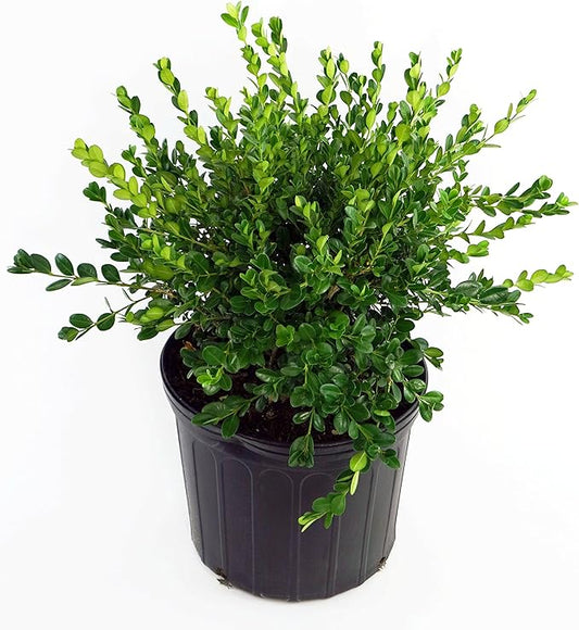 Buxus micro. 'Winter Gem' (Boxwood) Evergreen, shiny green foliage, #3 - Size Container