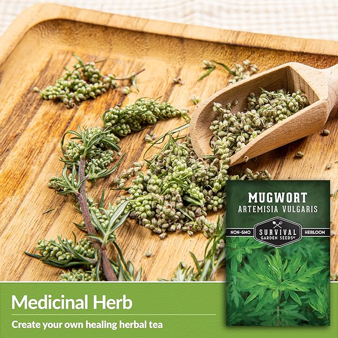 Common Mugwort Seed for Planting - 3 Packets with Instructions to Plant and Grow Artemisia Vulgaris in Your Home Vegetable Garden - Non-GMO Heirloom Variety - Survival Garden Seeds