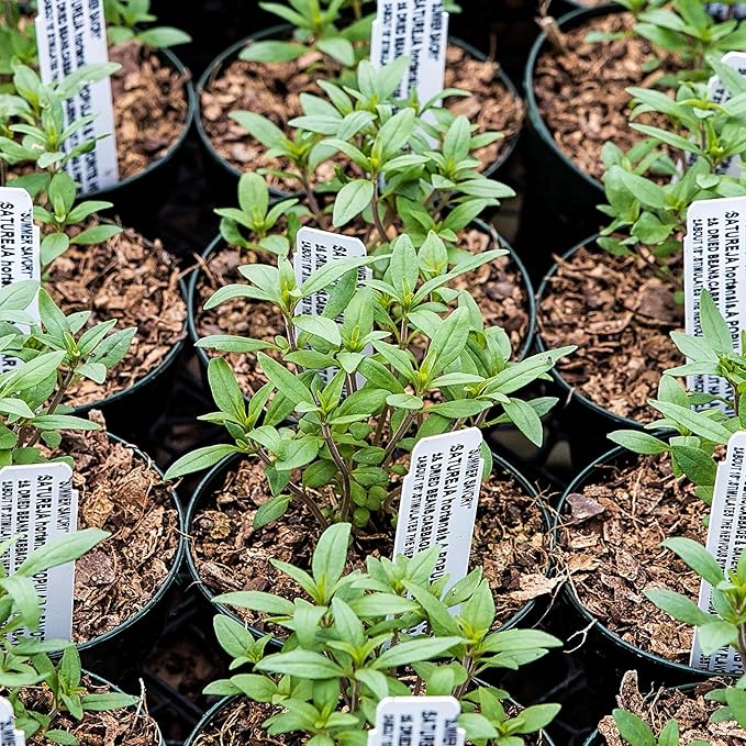 Seed Needs Summer Savory Seeds for Planting - Non-GMO, Heirloom & Untreated Annual Herbs - Organically Grow a Culinary Kitchen Garden Indoors or Outdoors (1 Pack)