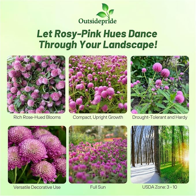 Outsidepride 1000 Seeds Annual Rose Gomphrena Globosa Flower Seed for Planting