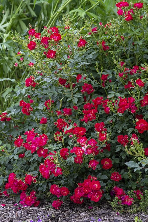 Drift Roses - Rosa Red Drift (Rose) Rose, double red flowers, #2 - Size Container