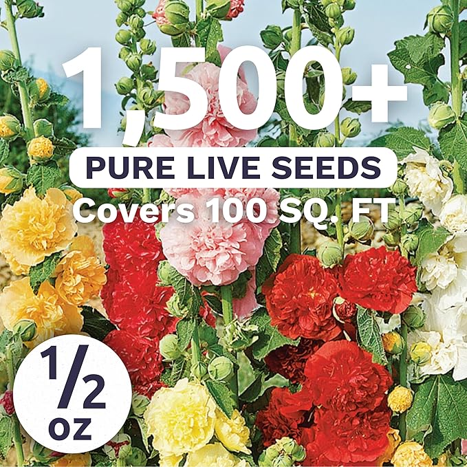 Hollyhock 'Chater's Double' Mix - Large 1/2 Ounce Packet - 1,500 Flower Seeds for Planting - Alcea rosea