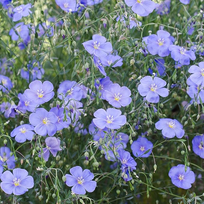 Outsidepride 5000 Seeds Perennial Blue Flax Flower Seeds for Planting
