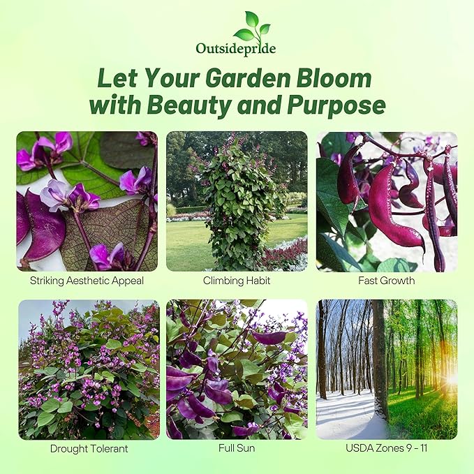 Outsidepride 100 Seeds Perennial Red Dolichos Lablab Hyacinth Bean Vine & Flower Seed for Planting