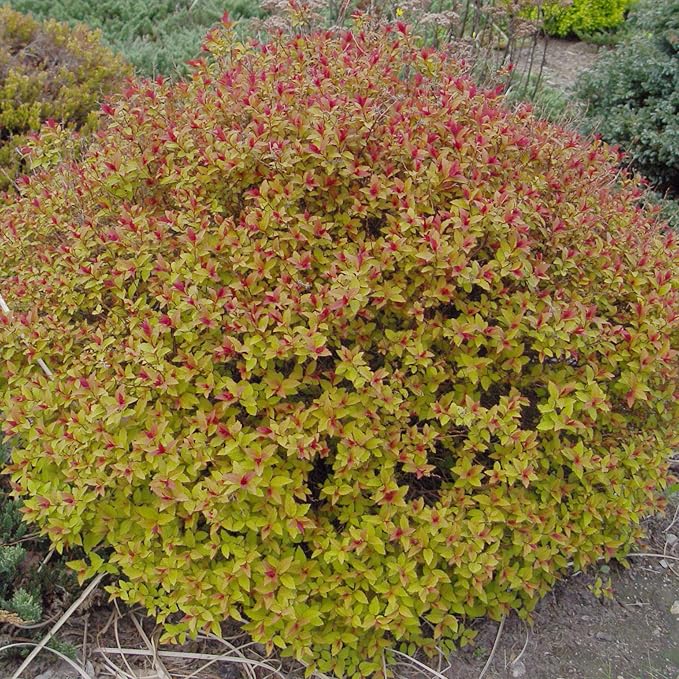 Spiraea jap. 'Magic Carpet' (Spirea) Shrub, #3 - Size Container
