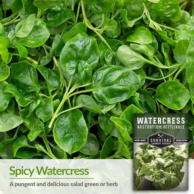 2 Packs Watercress Seed for Planting - Packet with Instructions to Grow Nasturtium officinale in Your Home Vegetable Garden - Non-GMO Heirloom Variety - Survival Garden Seeds